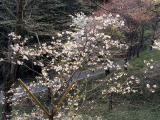 雛菊桜の写真